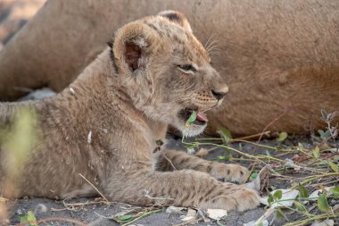 lion cub laying down in dry grass