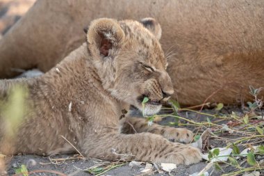 young female cub lion laying on dry grass