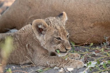 Genç aslan yavrusu Kruger Ulusal Parkı, Güney Afrika