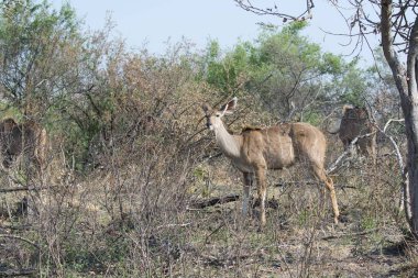 Afrika bozkırlarındaki vahşi hayvanlar.