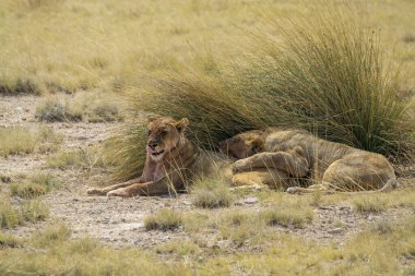 Afrika, Kenya savanındaki aslan.