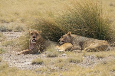 lions resting in the african savannah