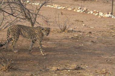 wild leopard in the african savanna
