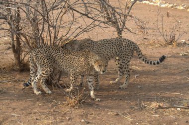 wild cats in the african savannah of kenya