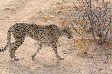 Afrika 'daki vahşi leopar