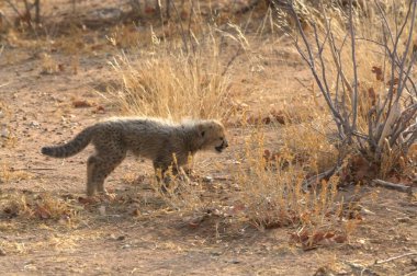 a young wild cat in the middle of the savannah