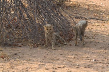 wild dogs walking around in a dry grass hole