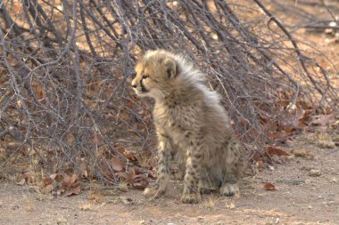 wild hyena ( crocuta crocuta ) in the etosha national park, namibia. africa.
