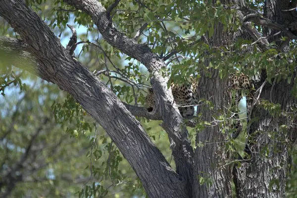 Güzel bir kuşun yakın çekimi.