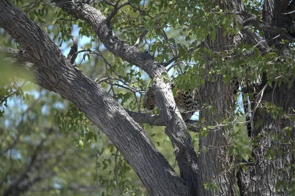 O, kara gözlü, kara gözlü bir kuştur. )