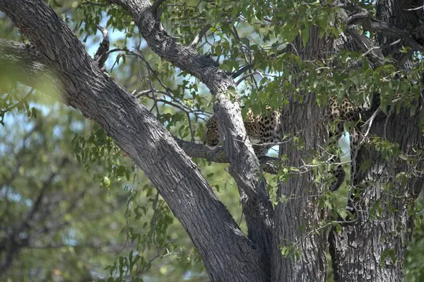 Ağaçtaki leopar, Kruger Park, Güney Afrika