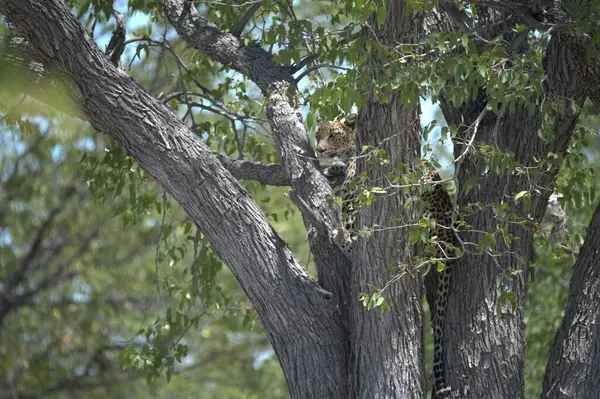 Hayvanat bahçesindeki genç kedi