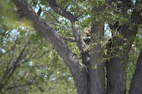 Ormandaki bir ağacın yakın çekimi.