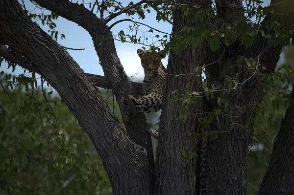 ormanda büyük leopar