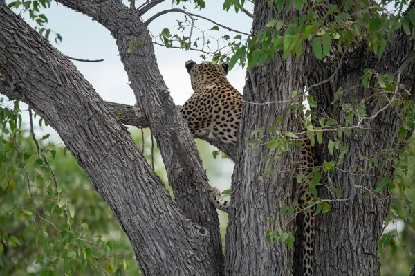 Ağaçtaki leopar