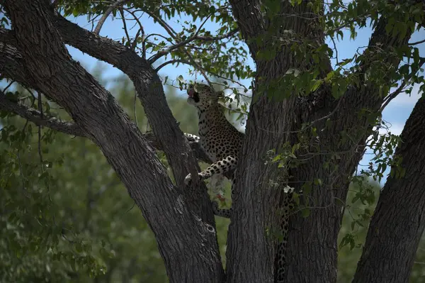 Ağaçtaki bir leoparın yakın plan fotoğrafı.