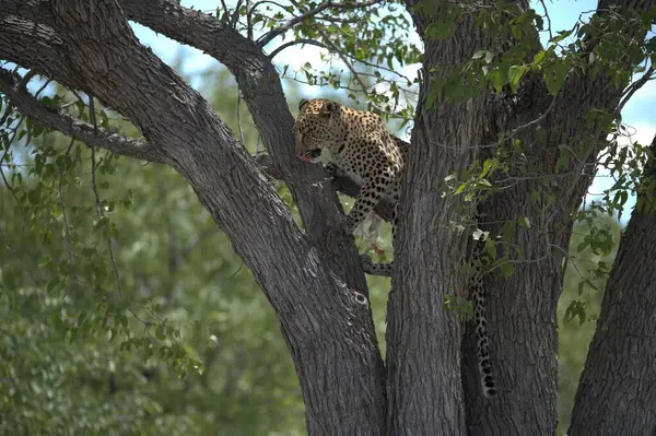 Güney Afrika 'daki Kruger Ulusal Parkı' ndaki leopar.