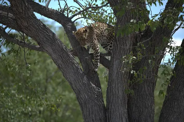 Vahşi doğadaki leopar, hayvan doğası