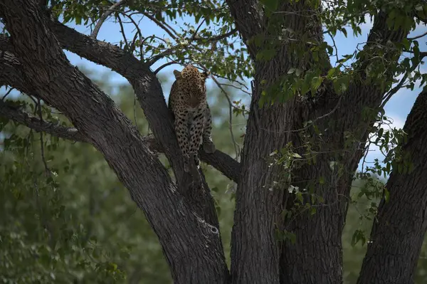 Leopar vahşi doğada İsrail 'in kuzeyinde bir parkta