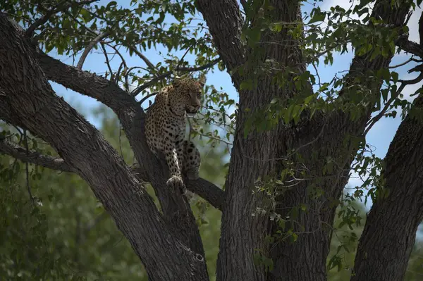 Parktaki ağaçtaki leopar