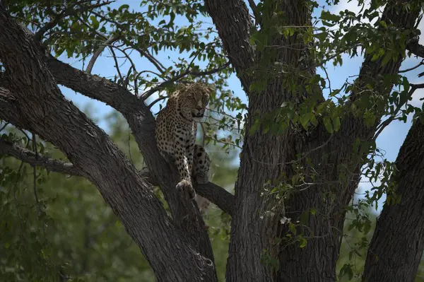 Güney Afrika 'daki Kruger Park' taki leopar.