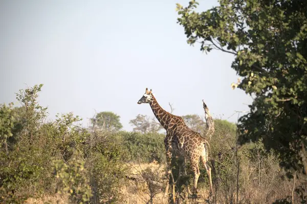 Güney Afrika 'daki milli parkta zürafa