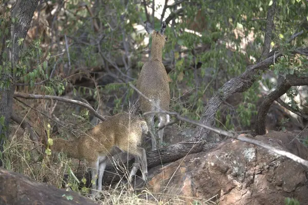 Kızıl sincap çimlerin üzerinde yürüyor.