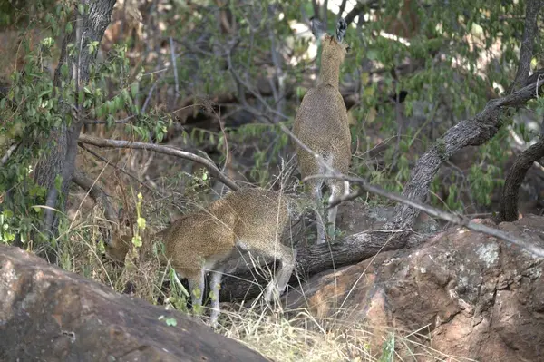 Kızıl geyik ya da geyik (elaphus ruelus) çimenlerde yürür.