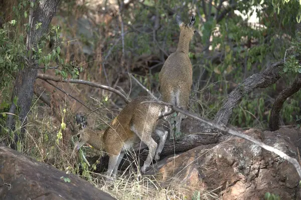 Ormandaki Afrikalı bir kangurunun yakın plan fotoğrafı.