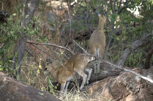 Ormanda iki genç erkek aslan.