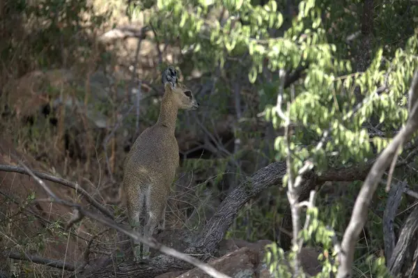 Ağaçtaki sevimli bir kangurunun yakın plan fotoğrafı.