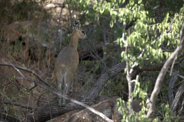 Ormanda dişi bir kızıl geyik.