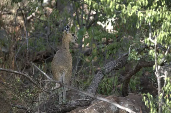 Genç bir kuşun yakın çekimi.