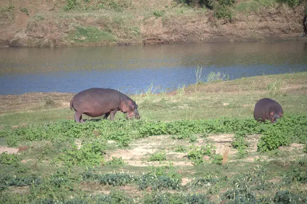 Nehirdeki su aygırları