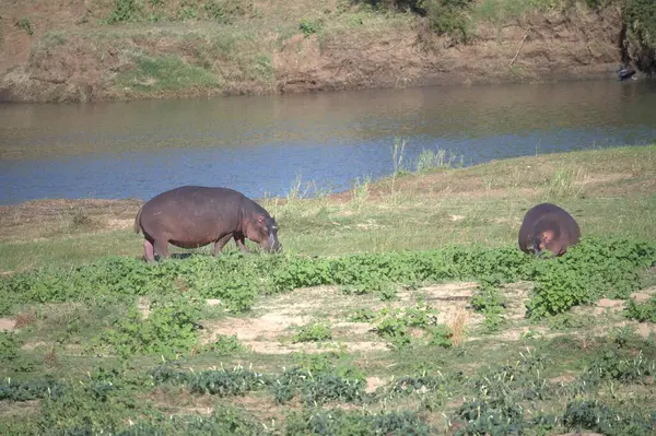Kenya bozkırında bir grup fil.