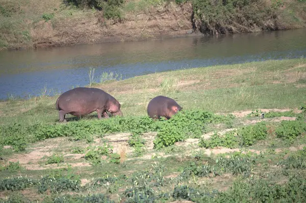 Afrikalı vahşi hayvanlar. Doğal ortamında vahşi Afrika fili