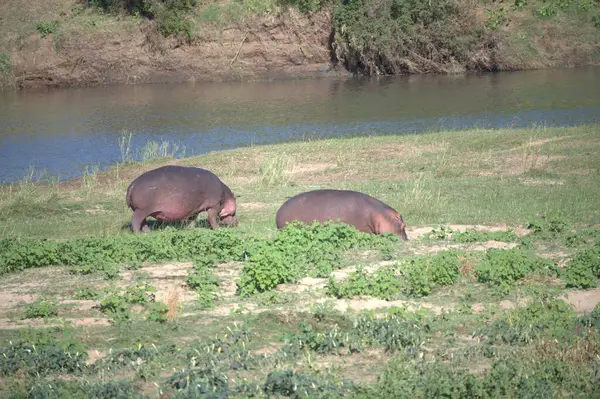 Sudaki su aygırları