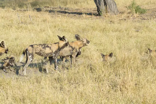 Güney Afrika 'nın milli parkındaki sırtlan.