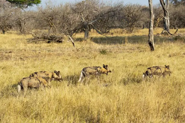 Afrikalı vahşi hayvanlar doğada