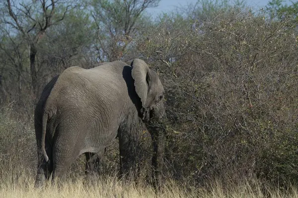 Afrika vahşi yaşam fili (lodonus africana) Güney Afrika, ulusal parkında.