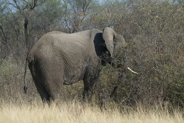 Fil (Loxolota africana) Chobe Ulusal Parkı, Botswana 'da yürüyor.
