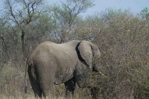 Afrika 'nın güneyindeki Kruger Ulusal Parkı' nda yürüyen büyük bir fil..