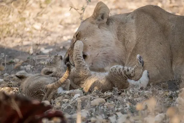 Vahşi aslan ailesi.