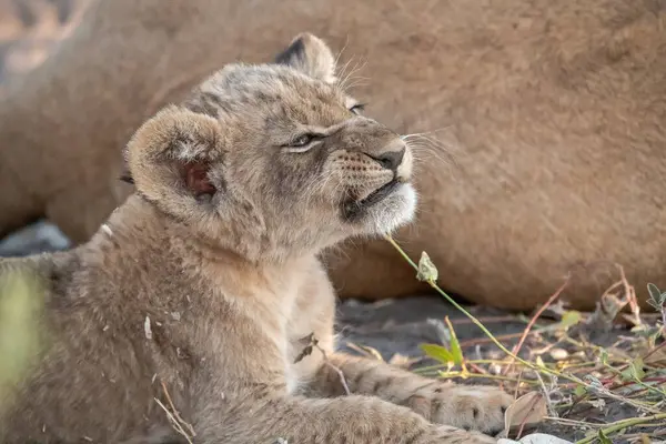 african lion cub resting in the grass. south africa.