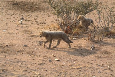 a wild wild dog in the desert in namibia