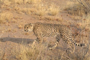 cheetah walking in dry grass in savannah, south africa