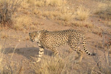 wild leopard walking through the grass in the savannah in the african savannah