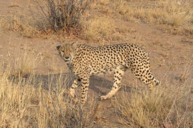 Afrika savanındaki leopar.
