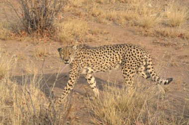 wild leopard walking in the sand of namibia