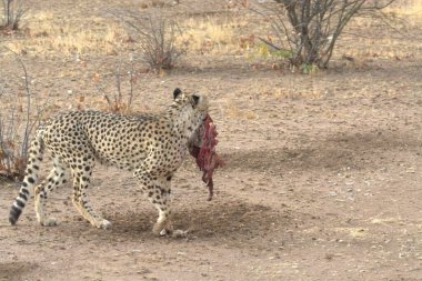 Afrika 'nın bozkırında çita